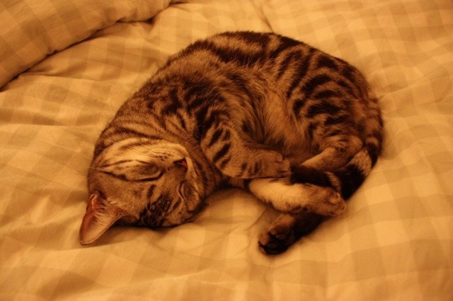 cat-sleep-circle