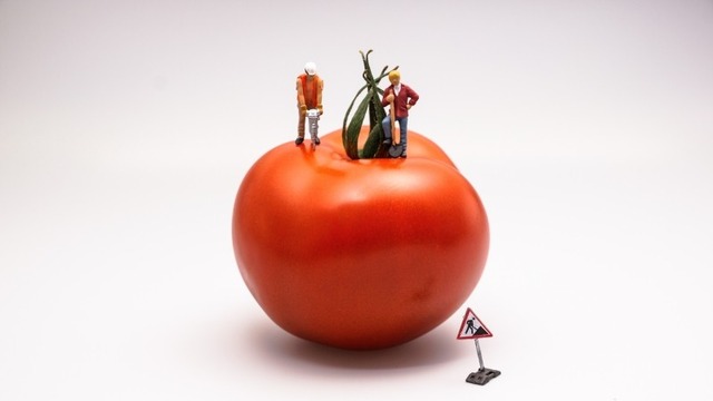 abstract-view-of-construction-workers-on-tomato