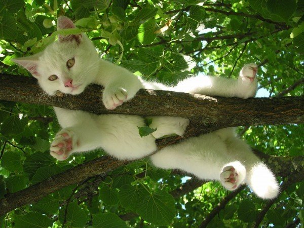 cat-nature-relax-relaxation-rest-favorite-place