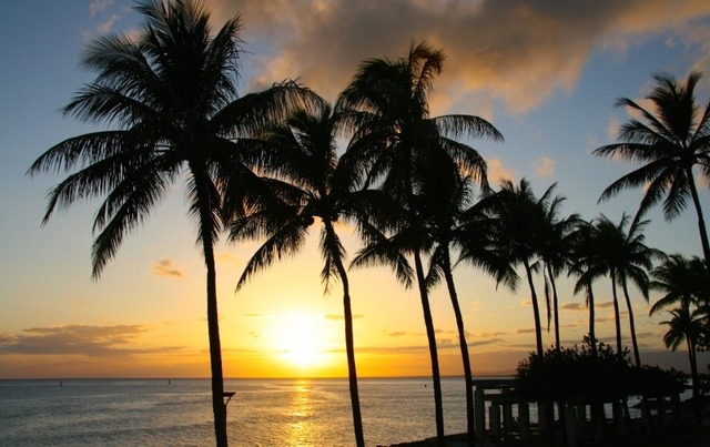 sunset-palm-tropical-paradise-honolulu-hawaii